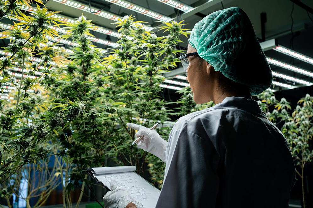 Labor mit verschiedenen medizinischem Cannabis